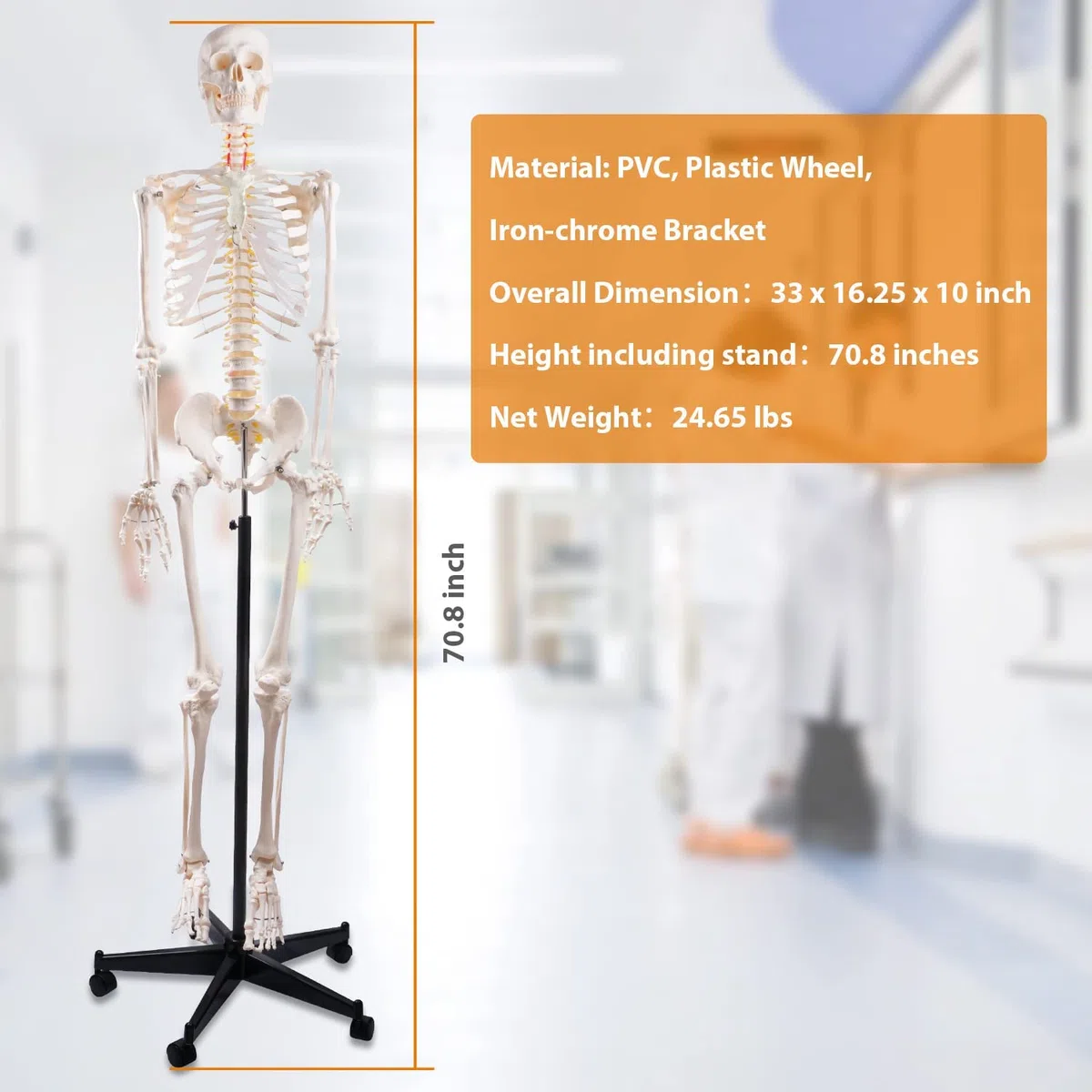70,8 Zoll großes menschliches Skelettmodell mit Rollständer, 170 cm flexible anatomische Skelettnachbildung, 1 Stück